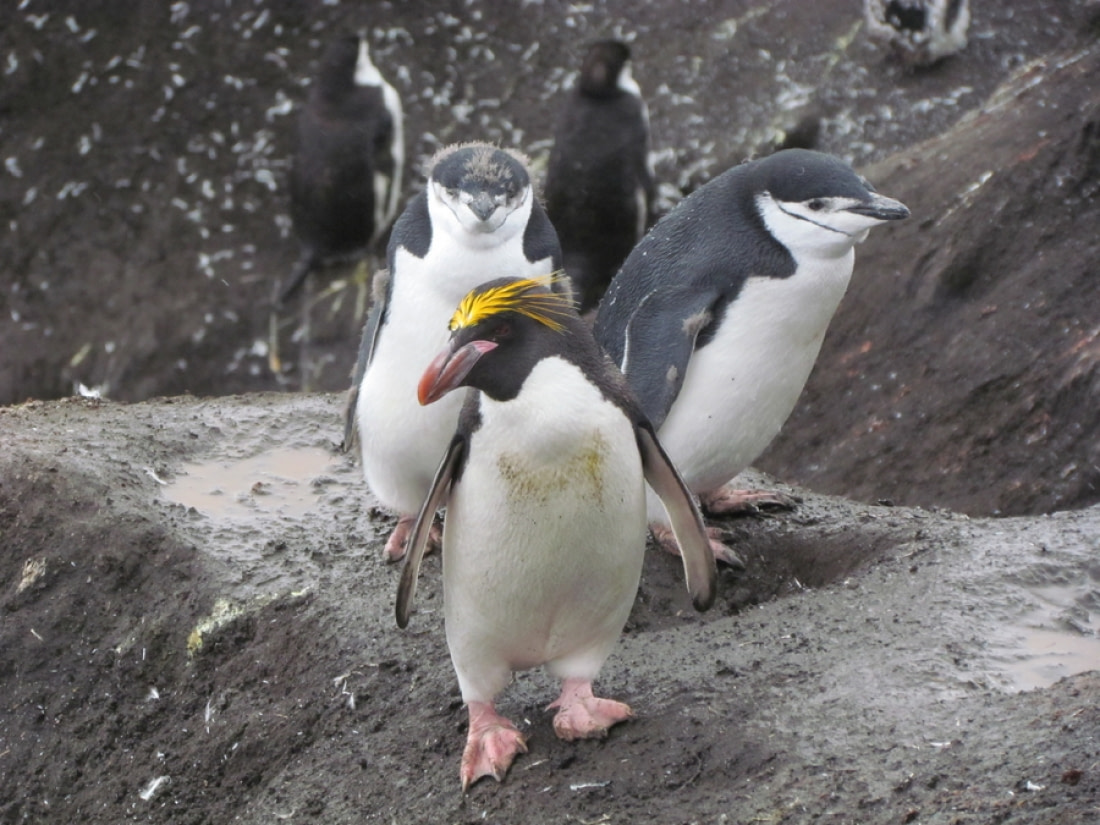 penguin eating squid