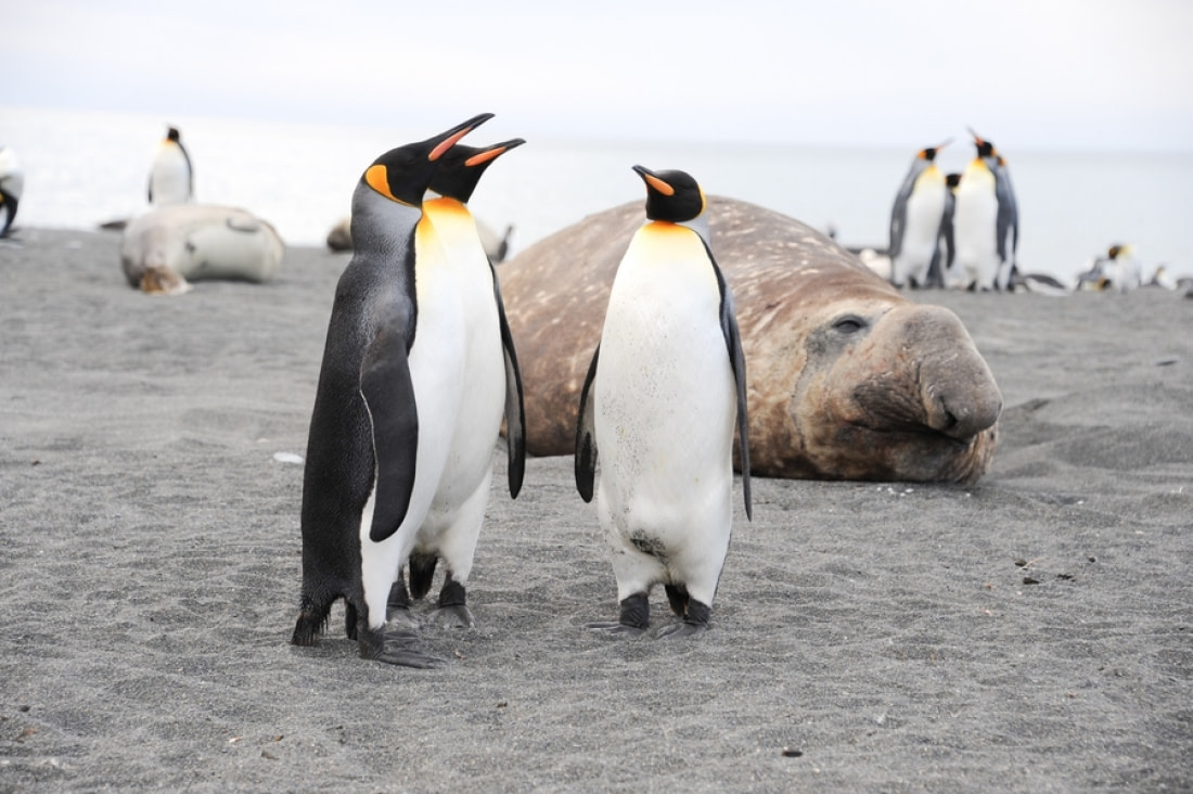 Do Elephant Seals Eat Penguins  