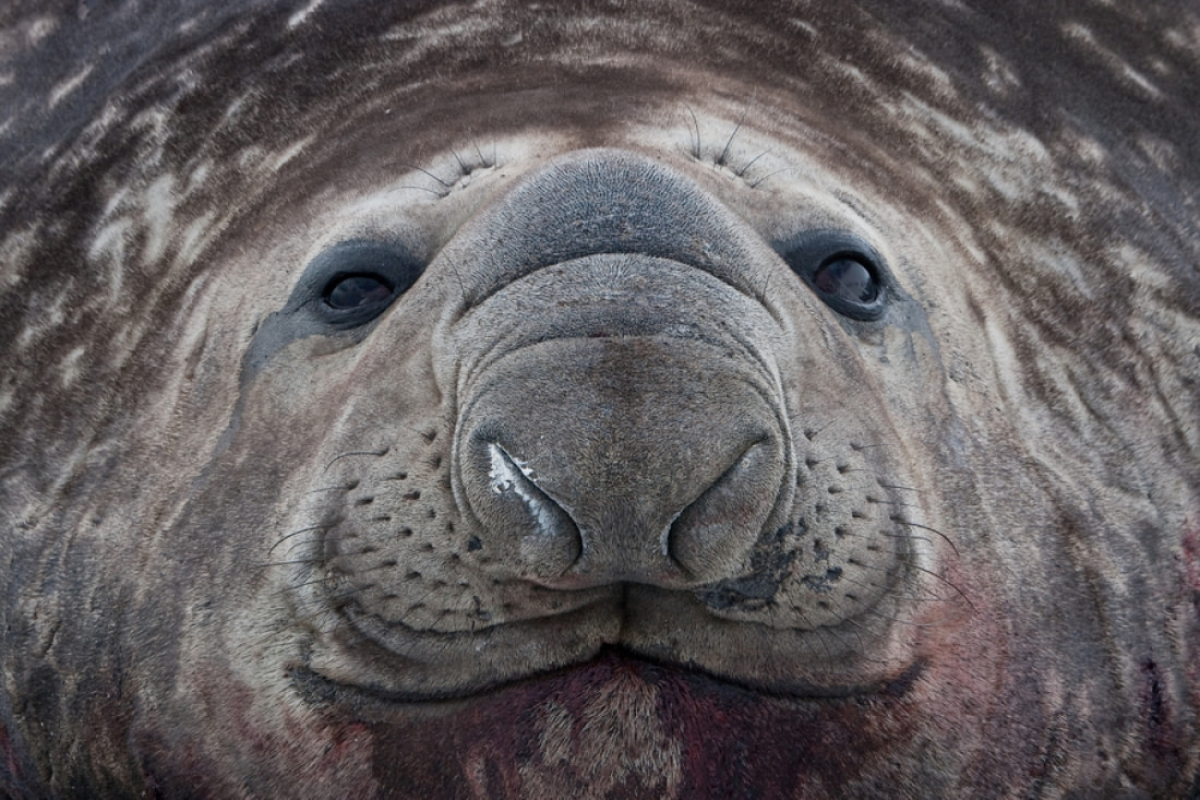 Southern Elephant Seal | Facts, pictures & more about southern elephant