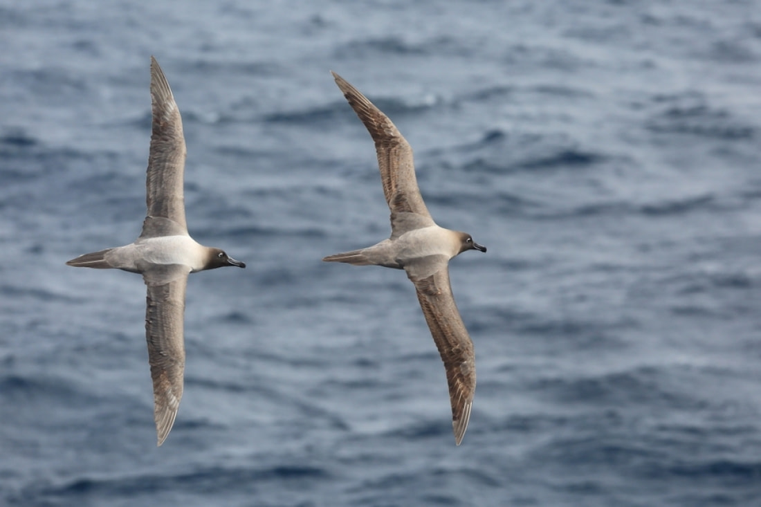 drake passage cruise