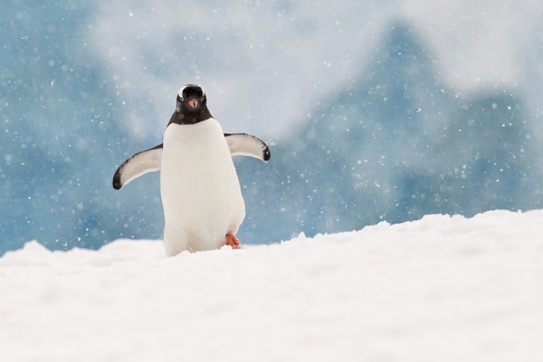 Antarctica, Falklands & South Georgia: A Birding Perspective