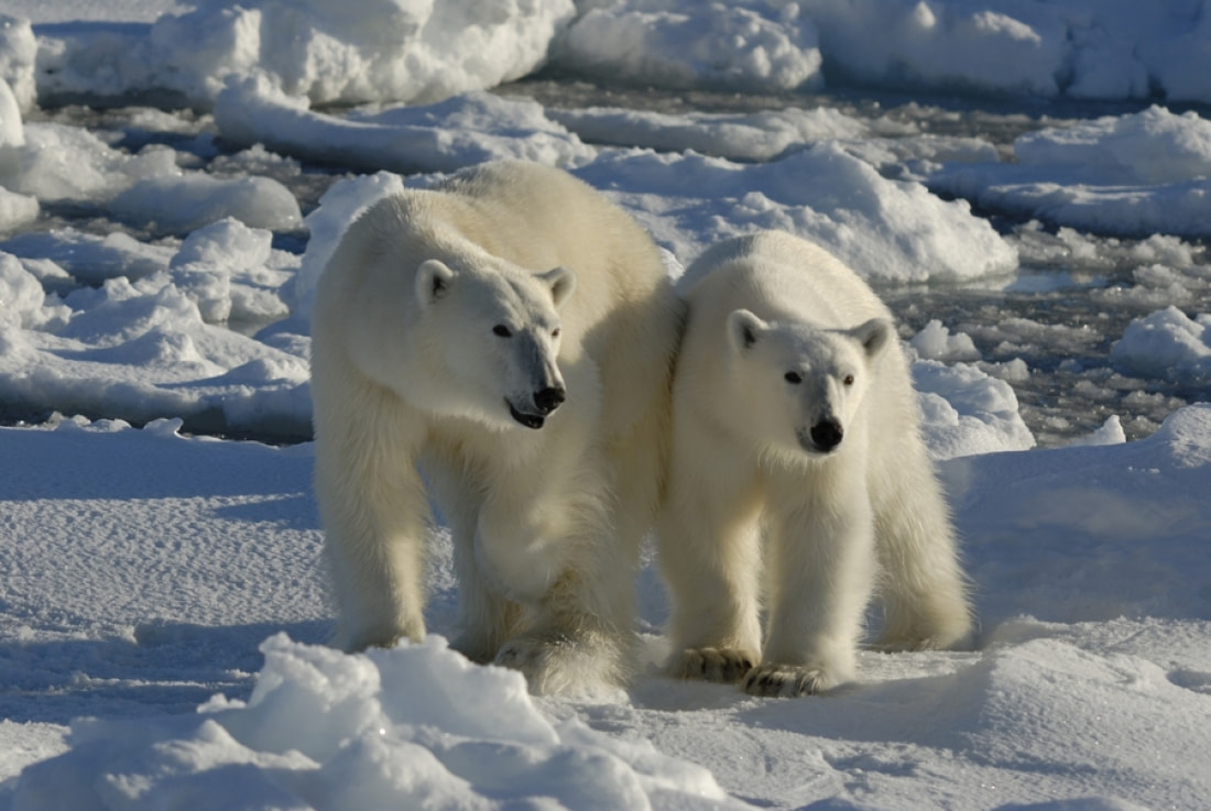 10 facts about polar bears!