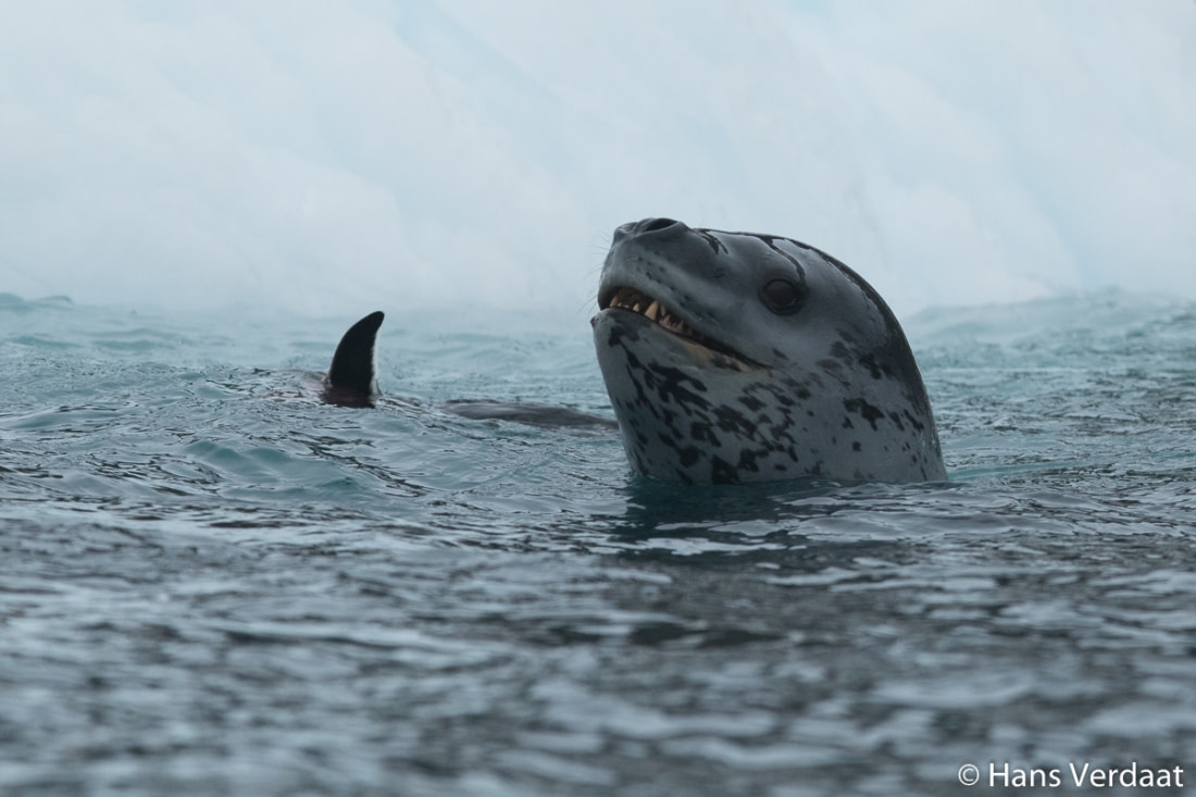 scary leopard seal