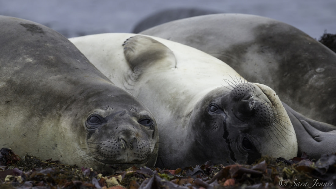 natural tourist attractions in antarctica