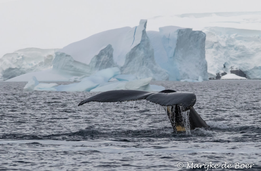 natural tourist attractions in antarctica