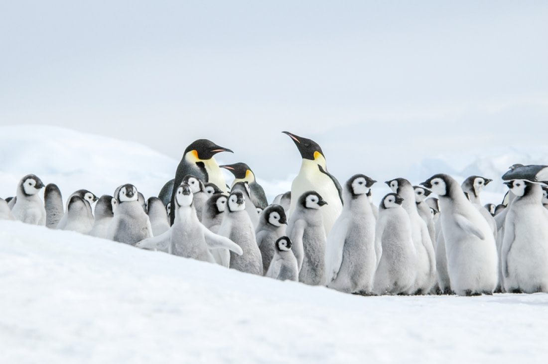 natural tourist attractions in antarctica