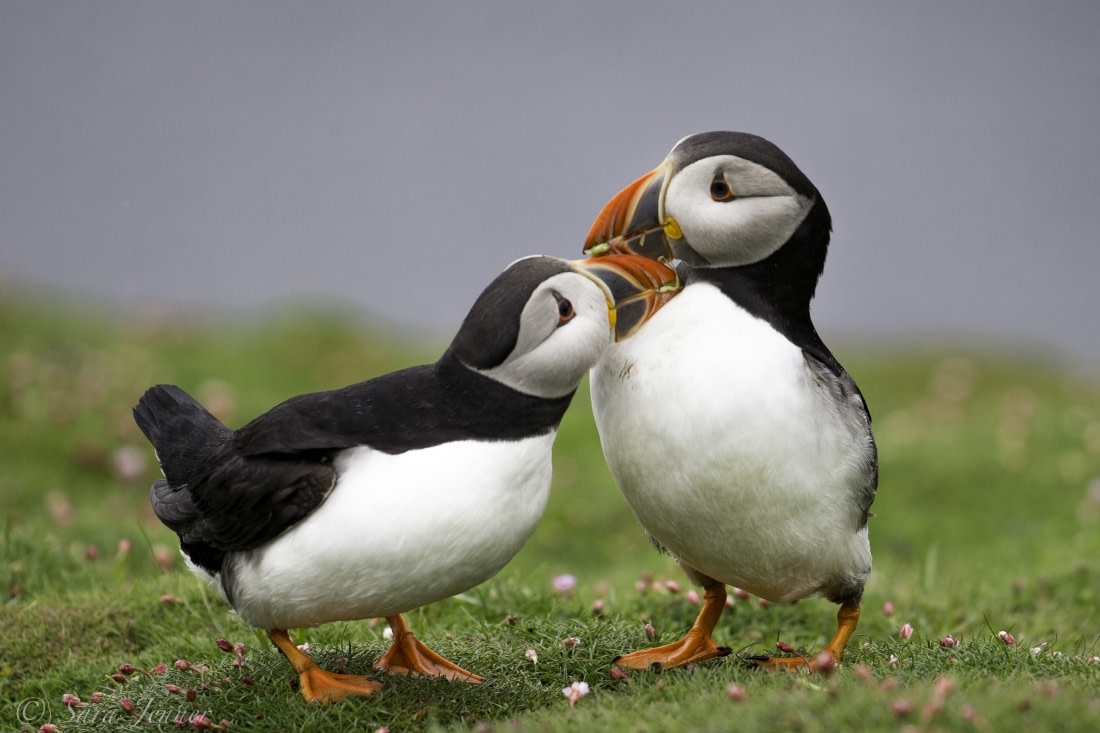 baby puffins