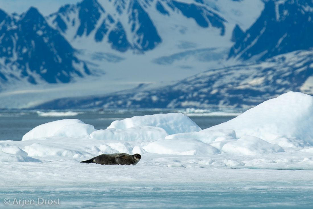 Ringed Seal | Facts, pictures & more about Ringed Seal