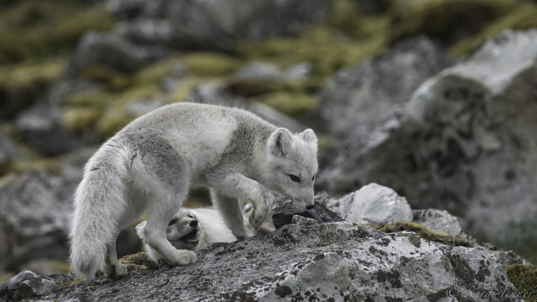 Arctic Fox Facts Pictures More About Arctic Fox