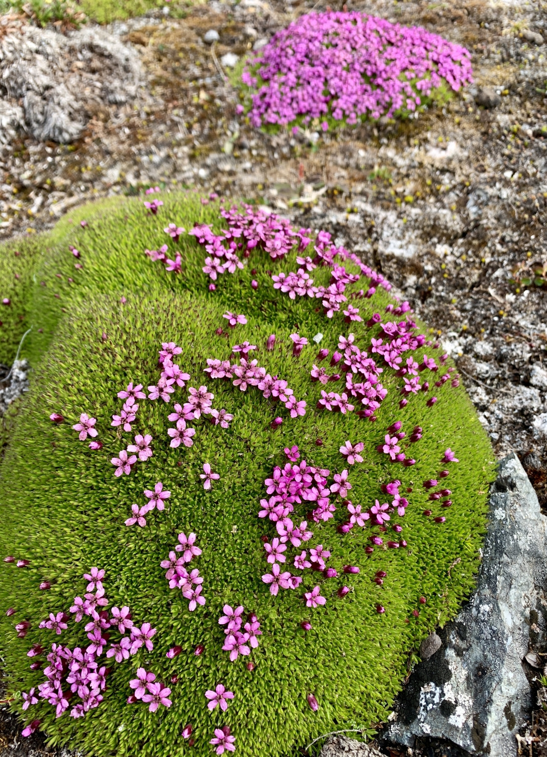 arctic tundra plant life