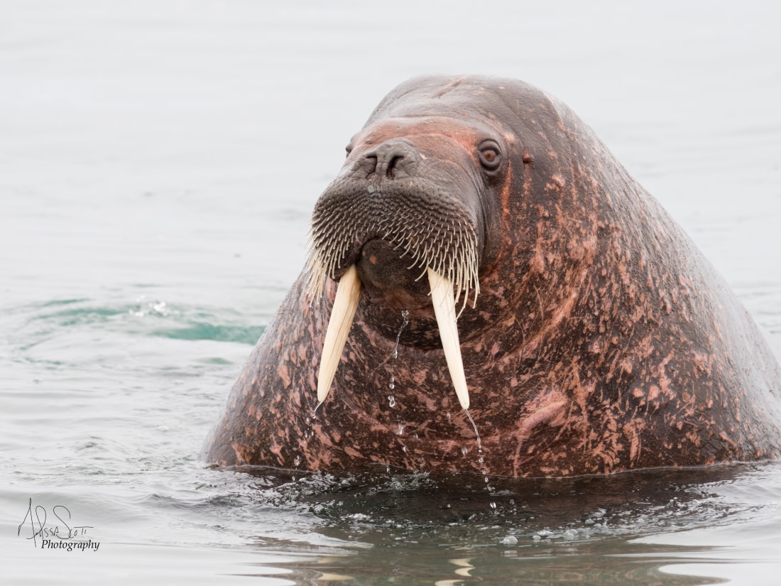 Una rara cría de morsa fue rescatada en Alaska, donde fue hallada  deambulando sola