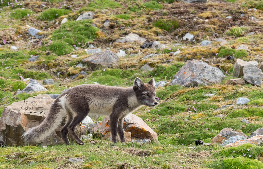 Polarfuchs