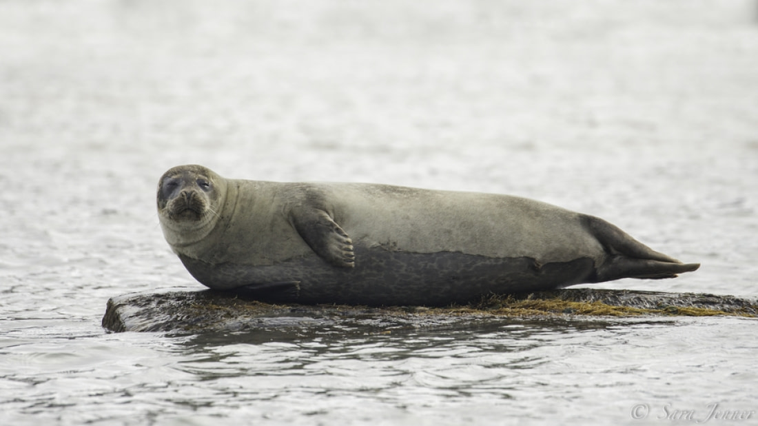 are seals related to dogs