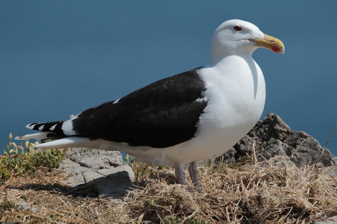 Arctic Birds Of Prey