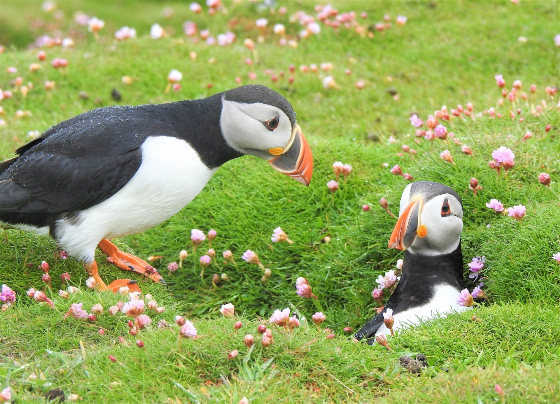 visit fair isle