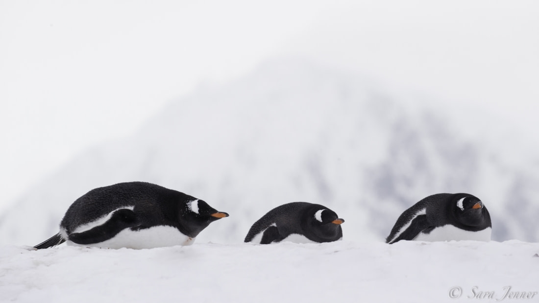 antarctica cruise pictures