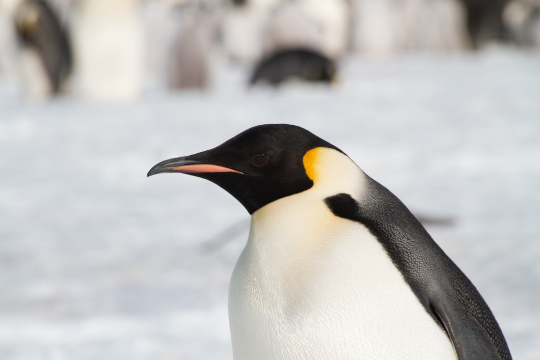 antarctica cruise pictures