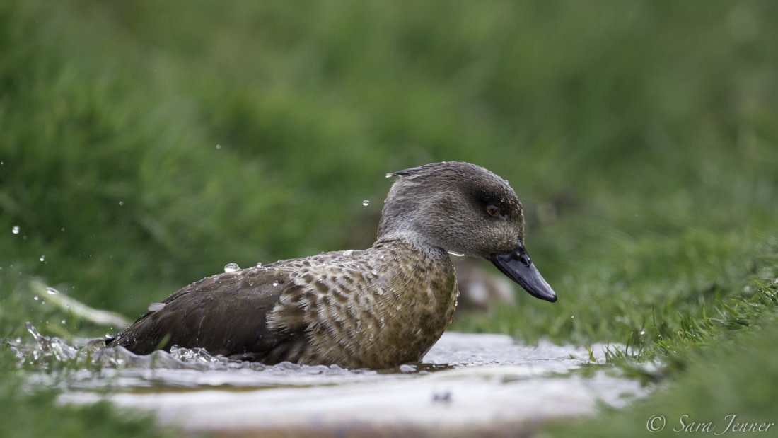 black crested duck