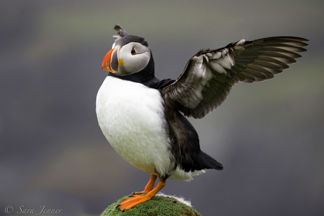 Atlantic puffin  Facts, pictures & more about Atlantic puffin