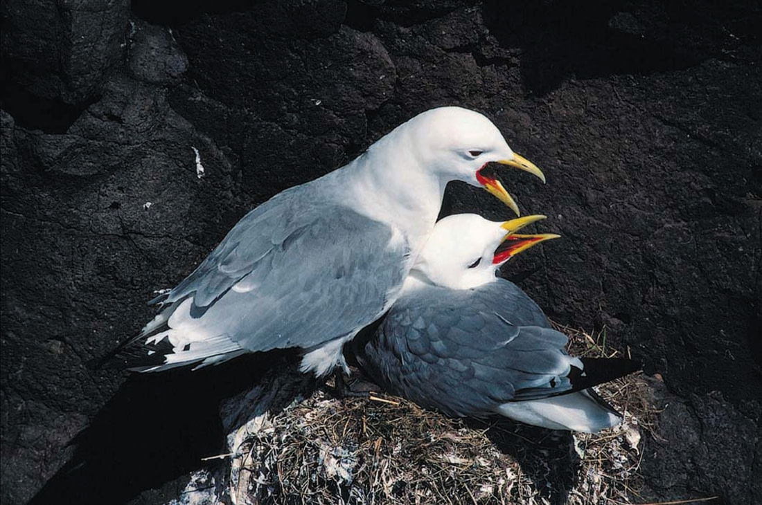 visit fair isle