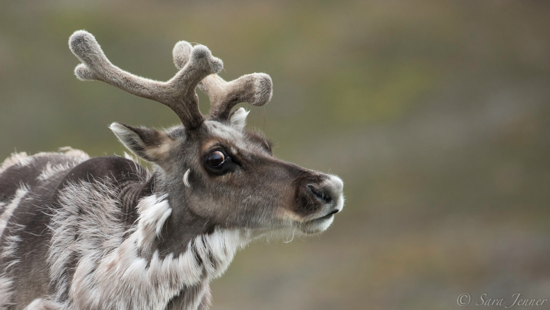 Real Reindeer Face