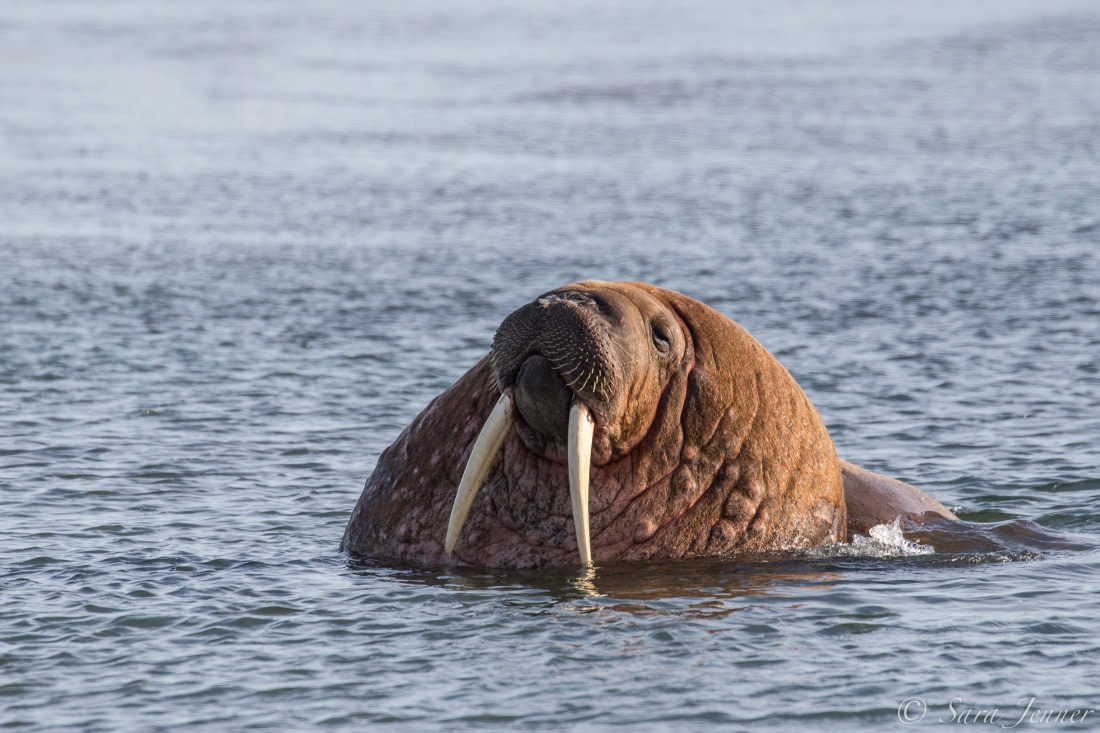 Descubre a la morsa, el animal que camina con los dientes