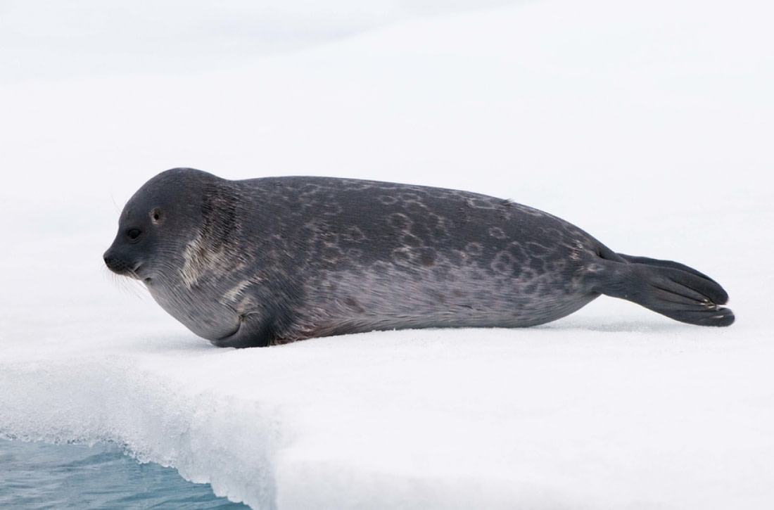 Ringed Seal | Facts, pictures & more about Ringed Seal