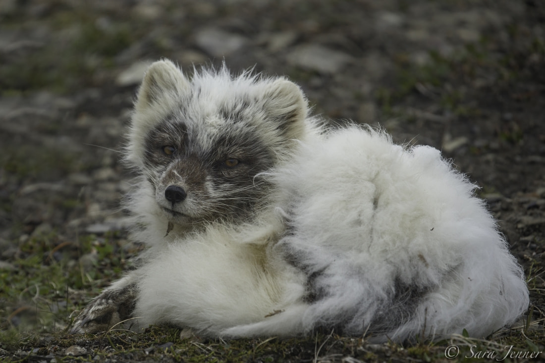 Your Guide to Arctic Foxes in Iceland