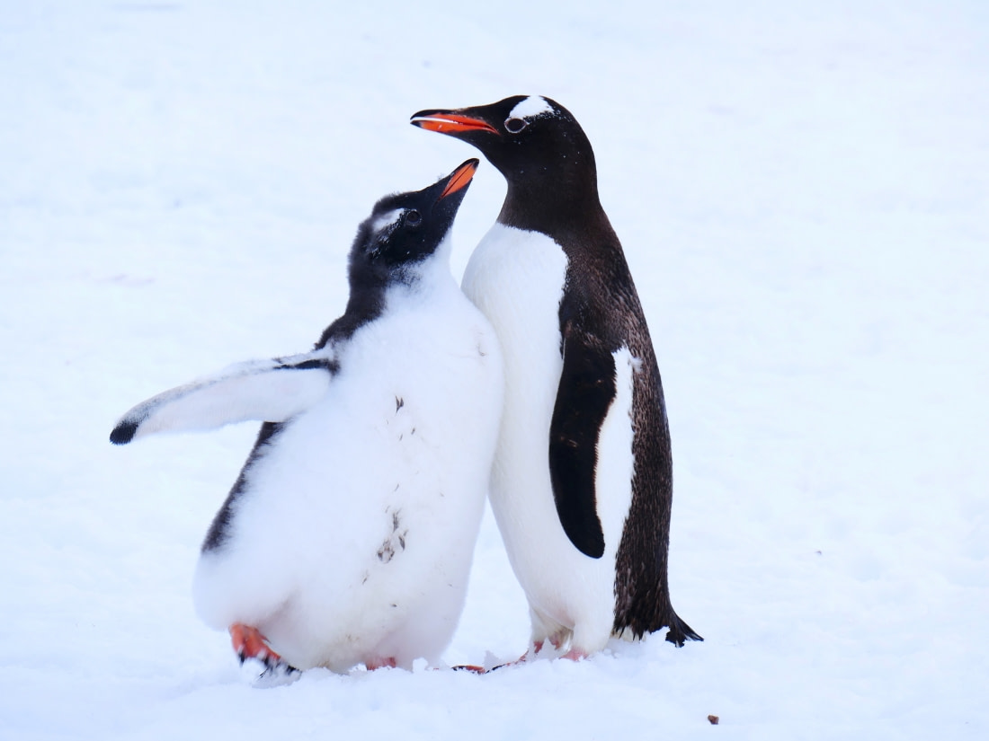 FALkLAnds FACts - Birdwatch