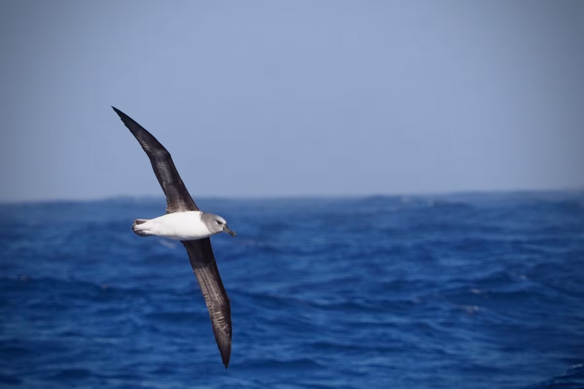 5 photo
