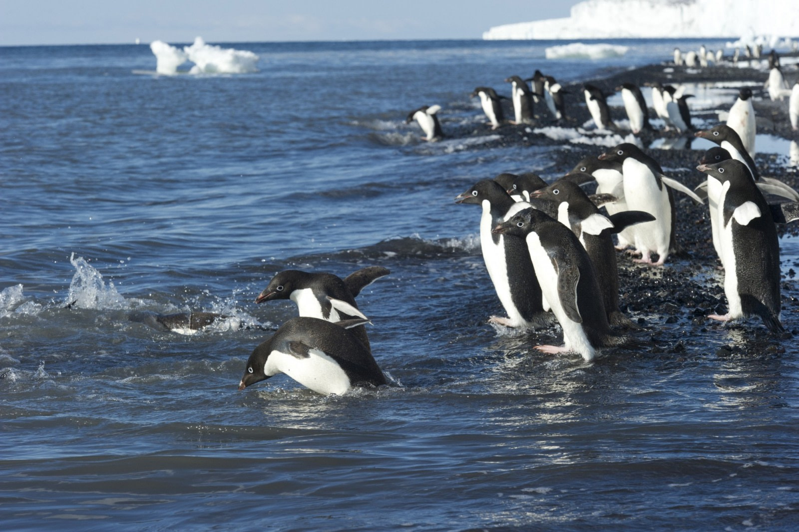 Adélie penguins in the Ross Sea - Antarctica