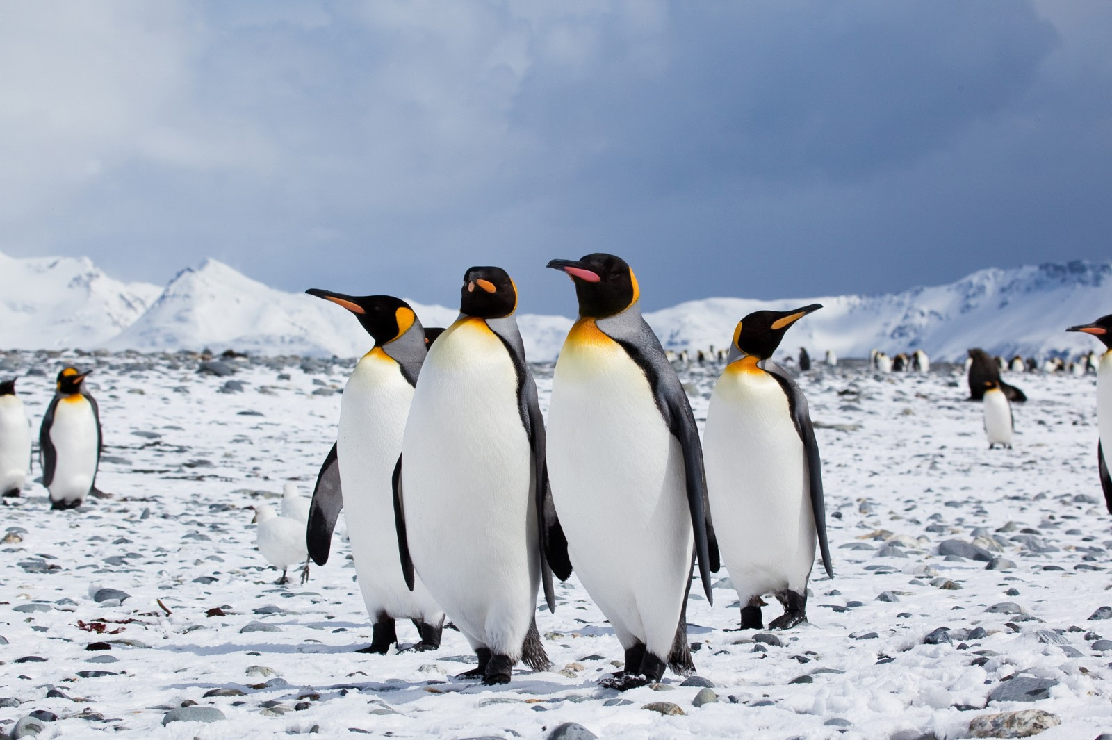 emperor penguin prey