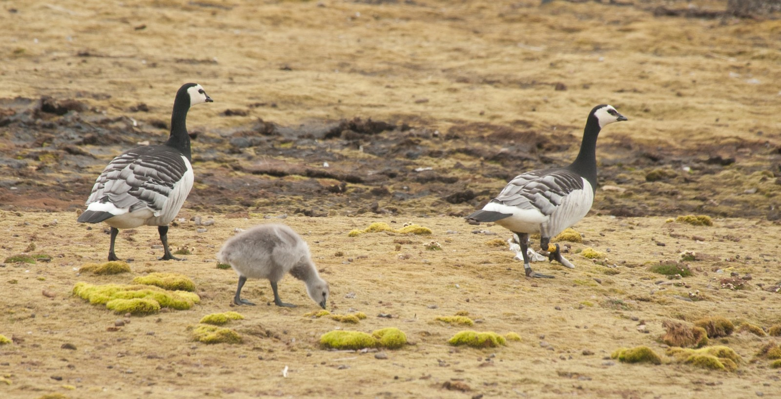 Canada goose clearance 0 km