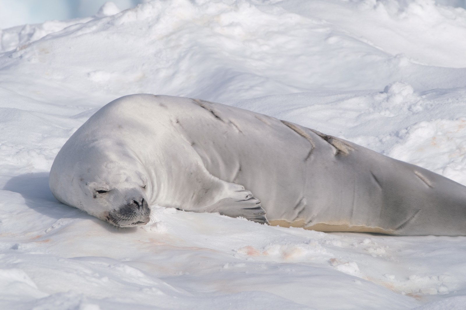 Seals, facts and photos