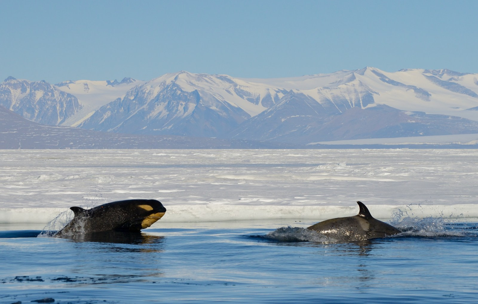 antarctic animals whales