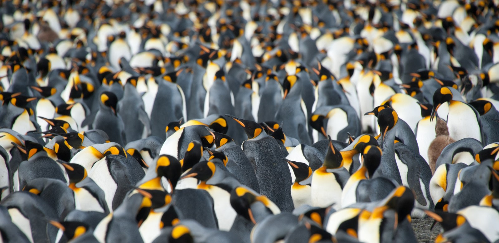 Experience King Penguins Seals And More In South Georgia