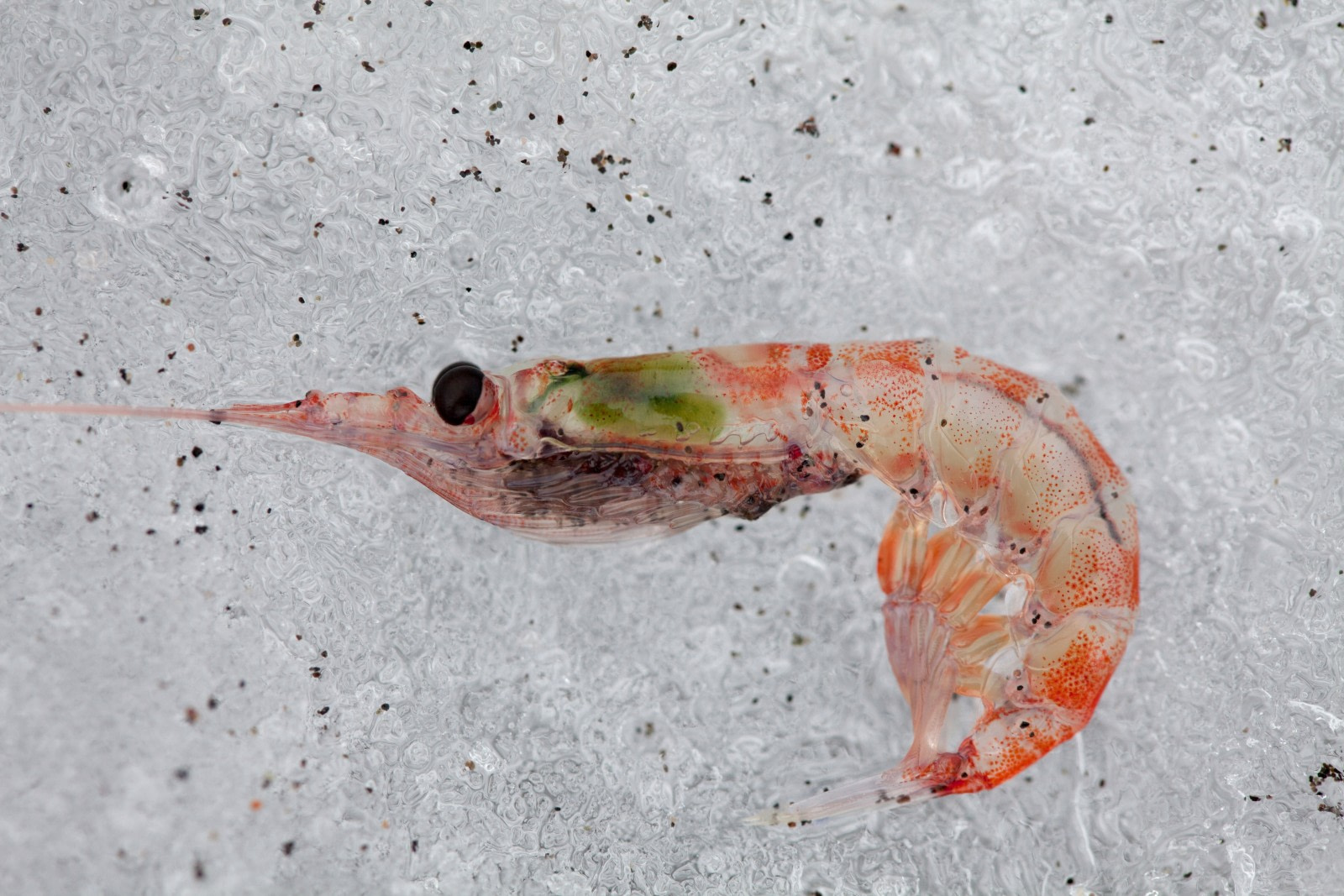 Antarctic krill: Antarctica's Superfood