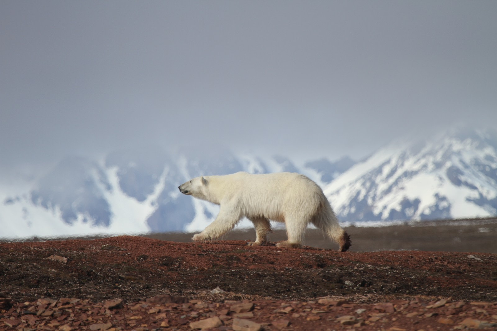 polar bears in the tundra biome