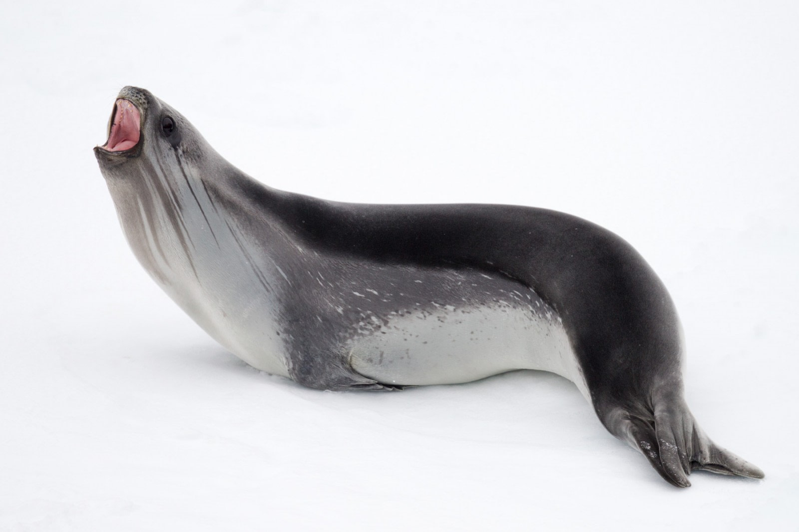 harp seal eating fish