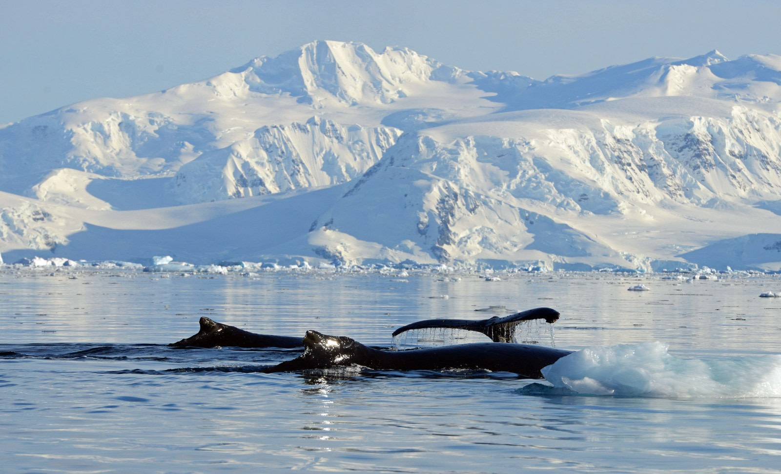 Humpback Whales: the Stars of the Western Antarctic Peninsula