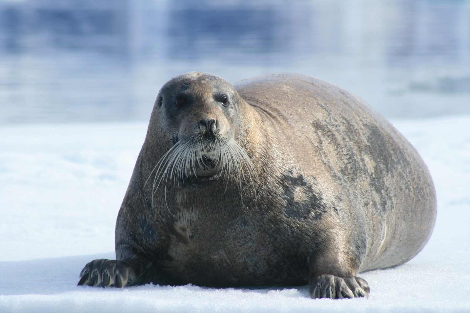 are seals related to dogs