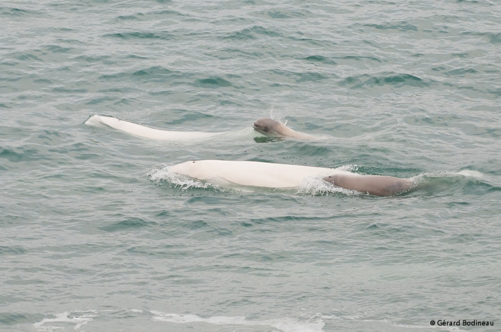 killer whales eating polar bears