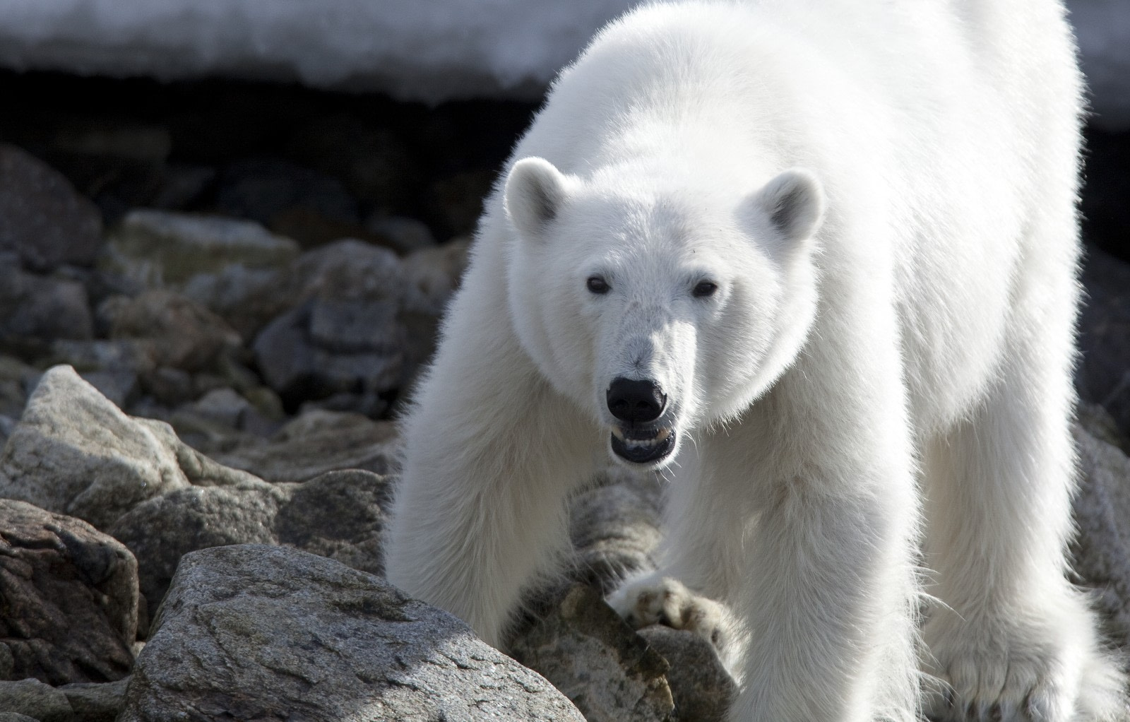 Polar Bear  Facts, pictures, trips & more about polar bears