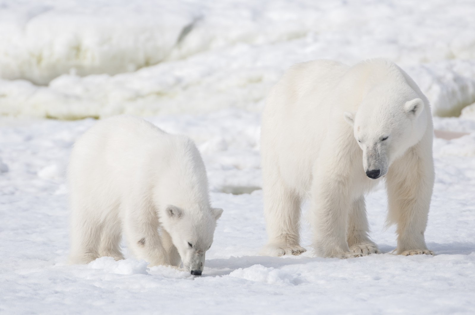 what do polar bears eat