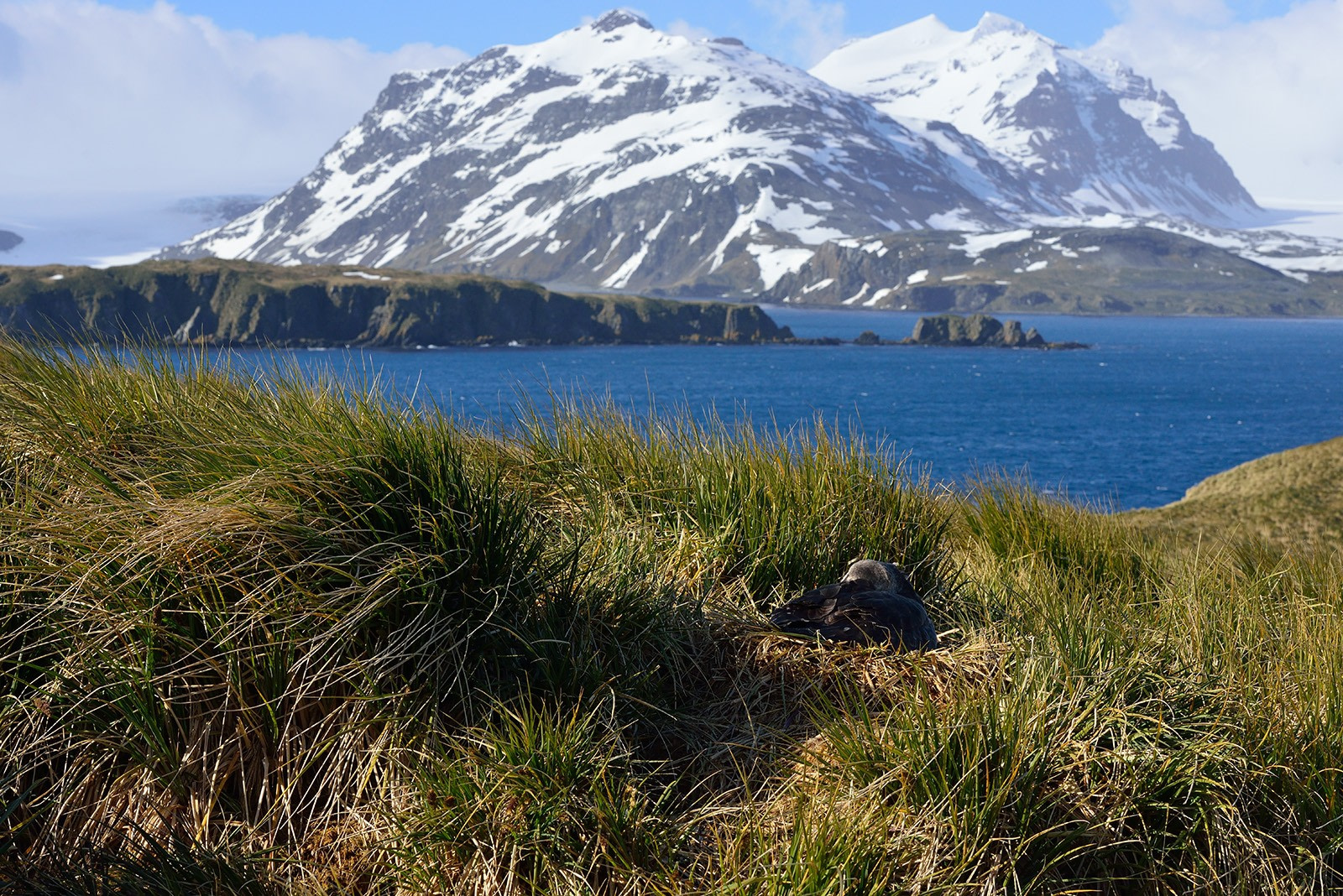 antarctic tundra