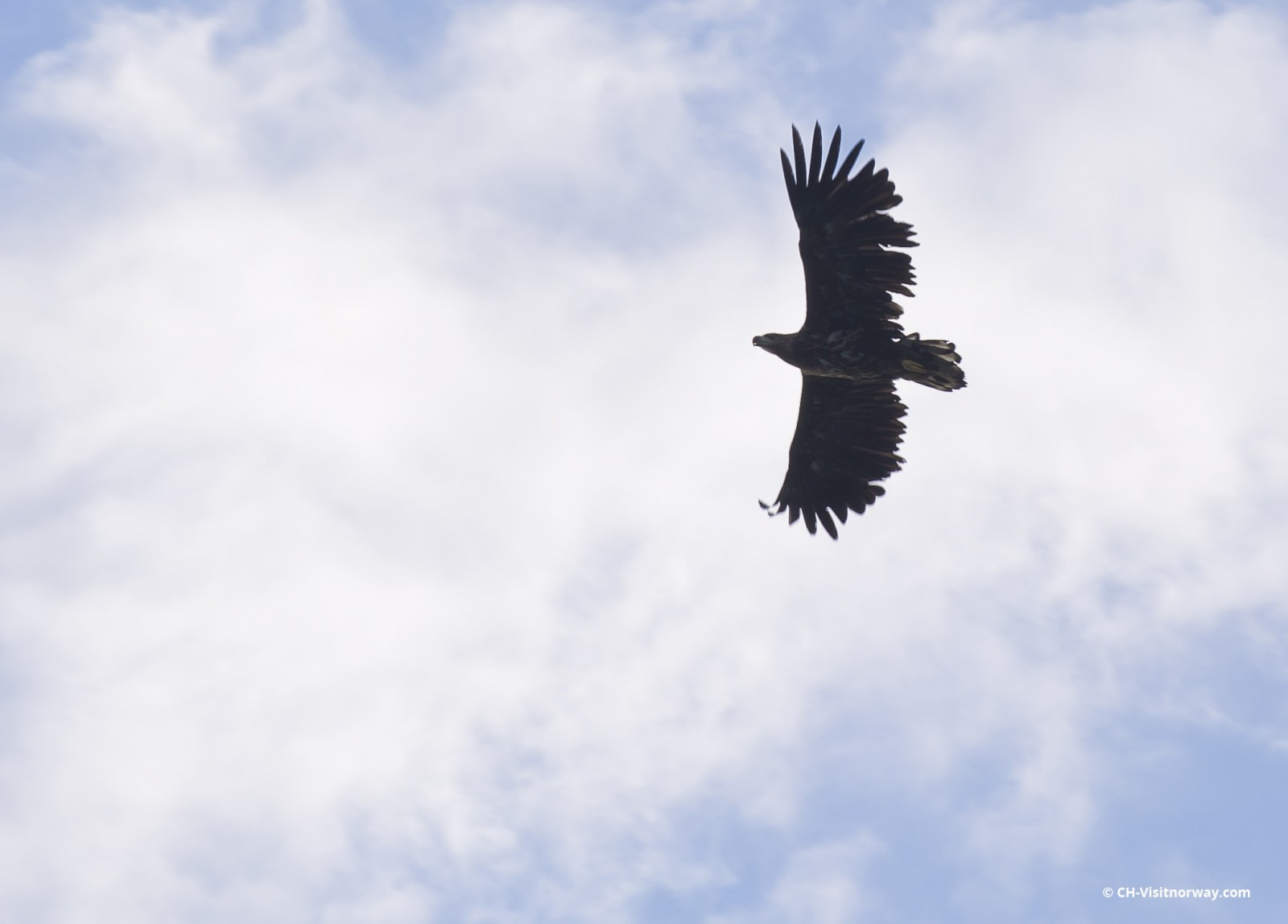 Águila | Datos, fotos y más sobre Águila