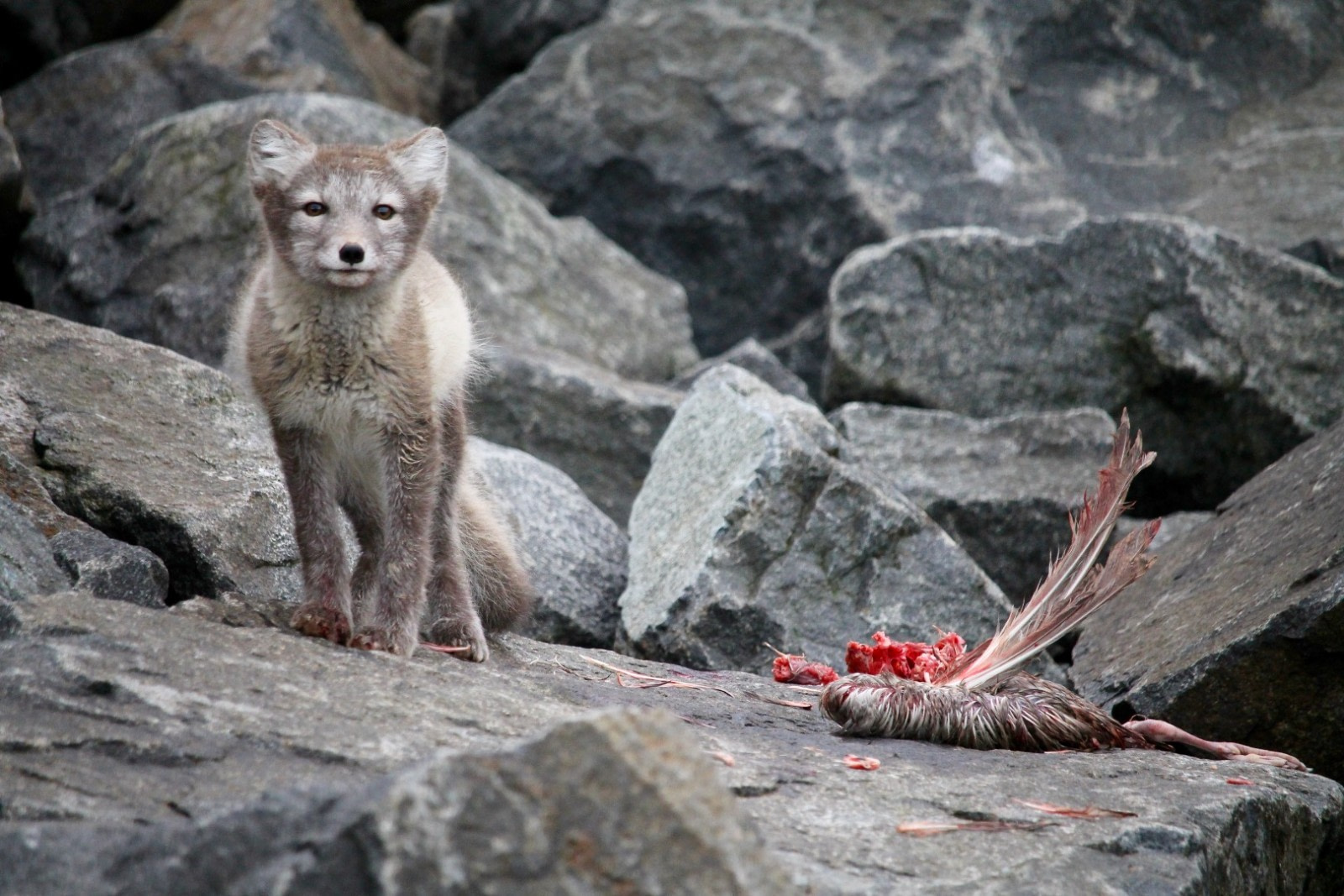 arctic fox eating