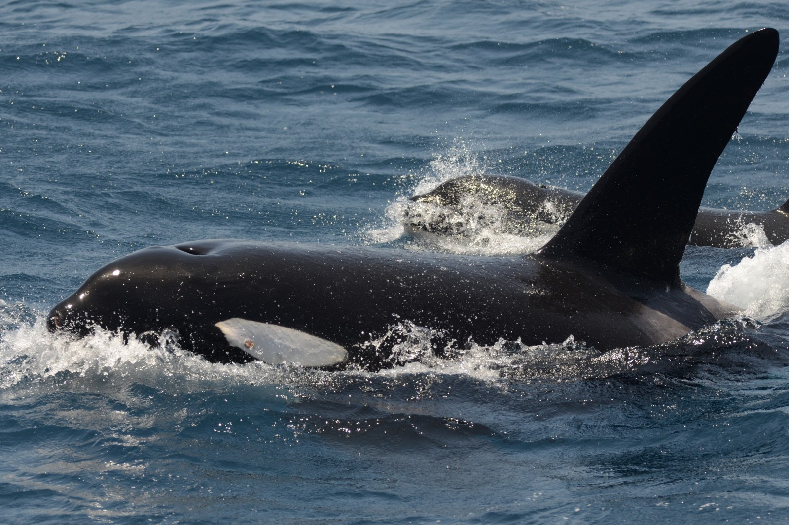 antarctic blue whales