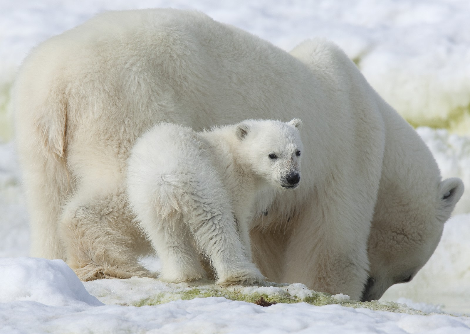 Can we save polar bears by moving them to Antarctica? - Eco Kids