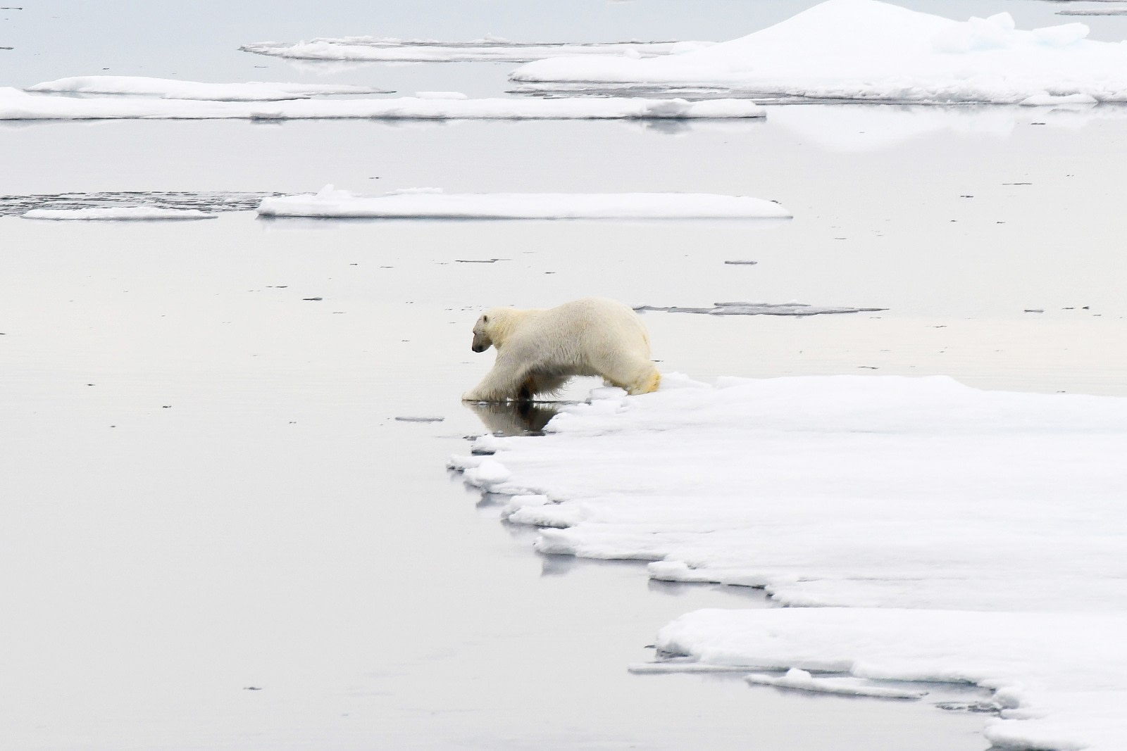 在斯皮茨伯根周围 - - 在北极熊和冰的王国,清理海岸